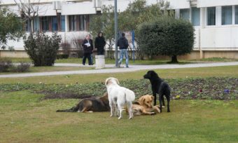 U Budvi: Psi napali djecu