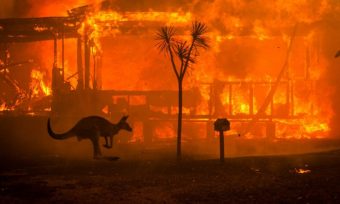 Katastrofa: U požarima u Australiji nastradalo 500 miliona životinja