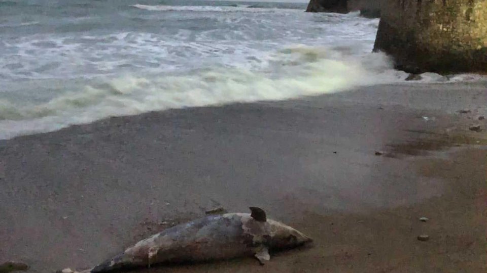 Tuzne Slike Iz Budve Uginuli Delfini Po Plazama Borba