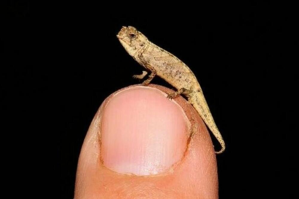 Na Madagaskaru otkrili najmanjeg gmizavca na svijetu