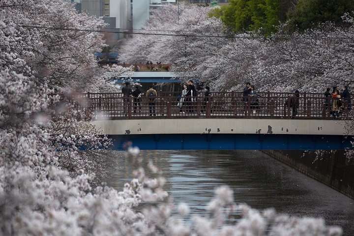 Najranije u poslednjih 70 godina: Japanska trešnja procvjetala ranije nego ikad