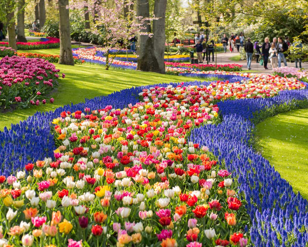 Keukenhof, najpoznatiji i najveći park cvijeća na svijetu