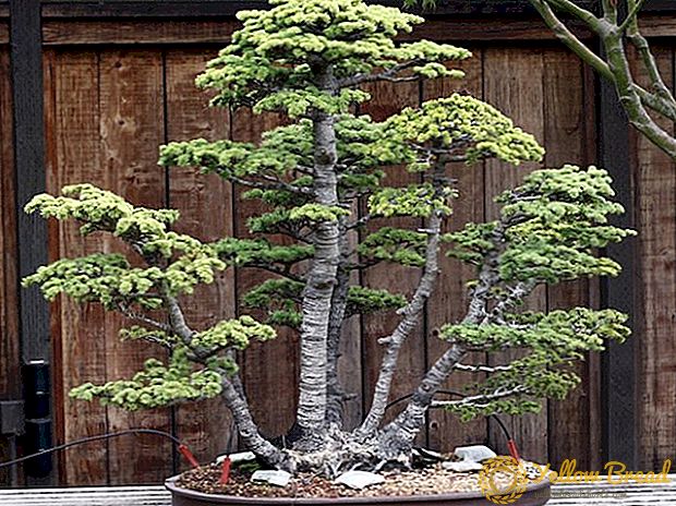 Zelenilo: Za 11 sadnica bonsai drveta izdvojeno 4.119,50 evra