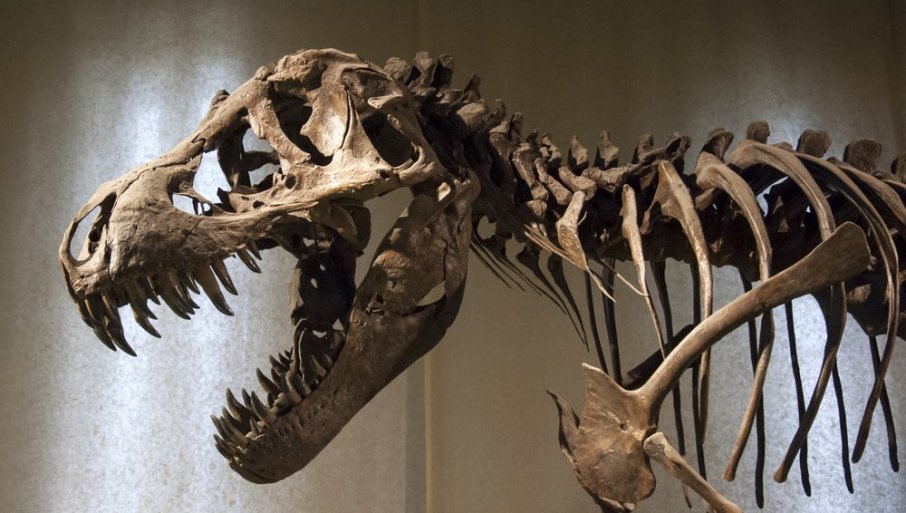 U Argentini otkrivena nepoznata vrsta dinosaurusa