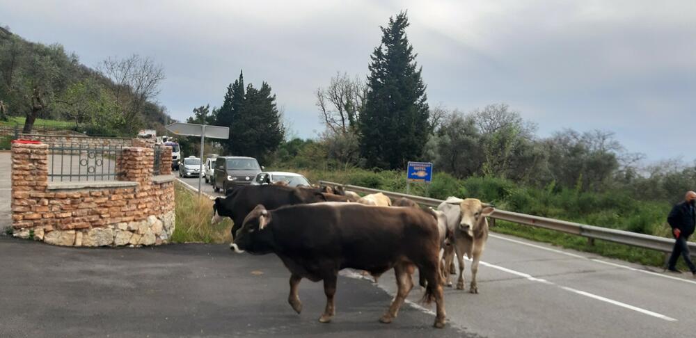 Ruka pravde stigla: Uhvaćeno 20 grla lutajuće stoke, završili u Spužu!