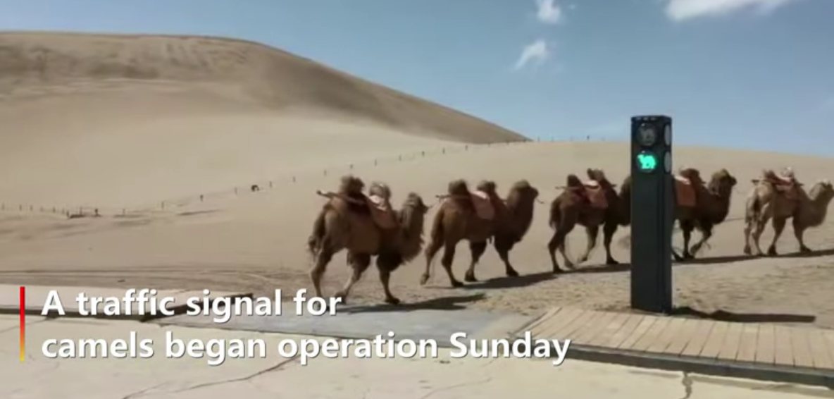 Kina uvela semafore za kamile