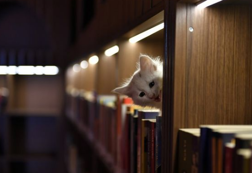 U jednoj biblioteci u Turskoj čitaoci imaju interesantno društvo