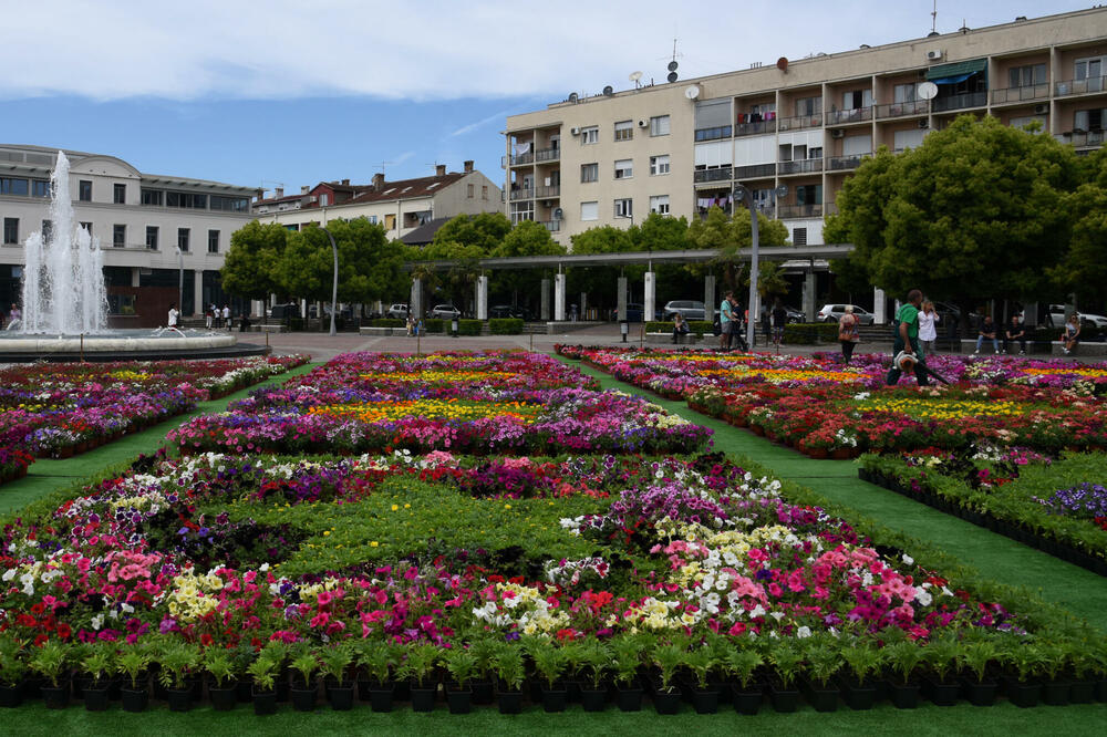 Podgorica: Na Trgu otvoren prvi cvjetni tepih u Crnoj Gori