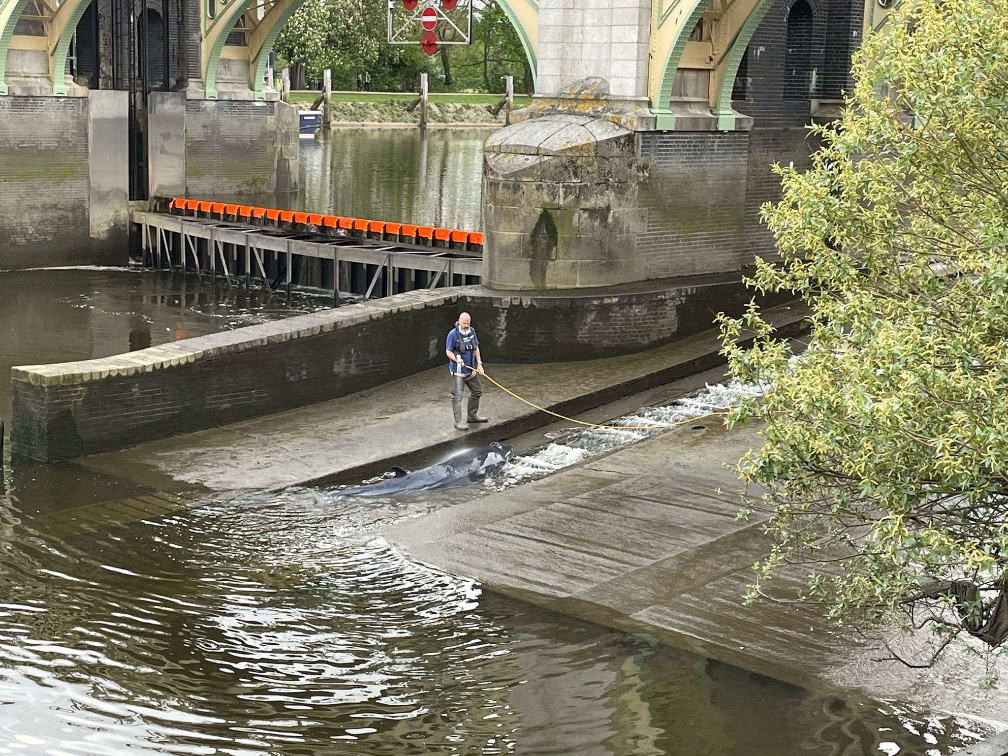 London: Mladi kit zalutao u Temzu