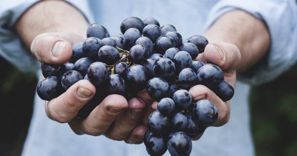 Najveća neto zarada isplaćena u prošloj godini: Vinogradar zaradio 76,4 hiljade evra