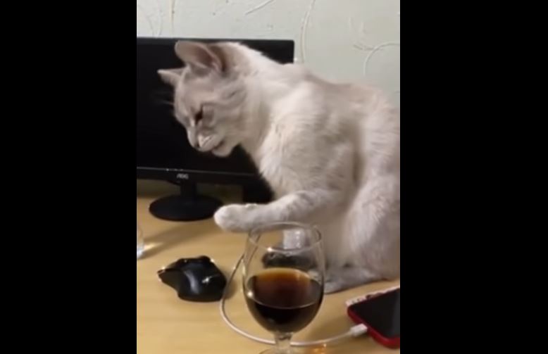 Mačka probala Koka Kolu, nije joj se svidjelo (VIDEO)