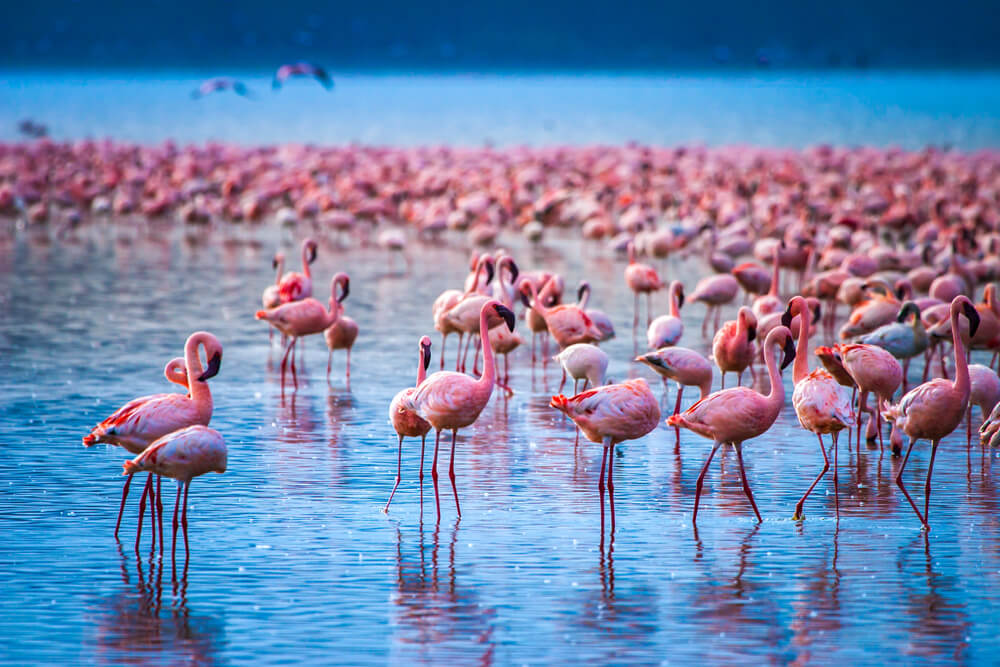 Flamingosi su od ovog jezera napravili unikat