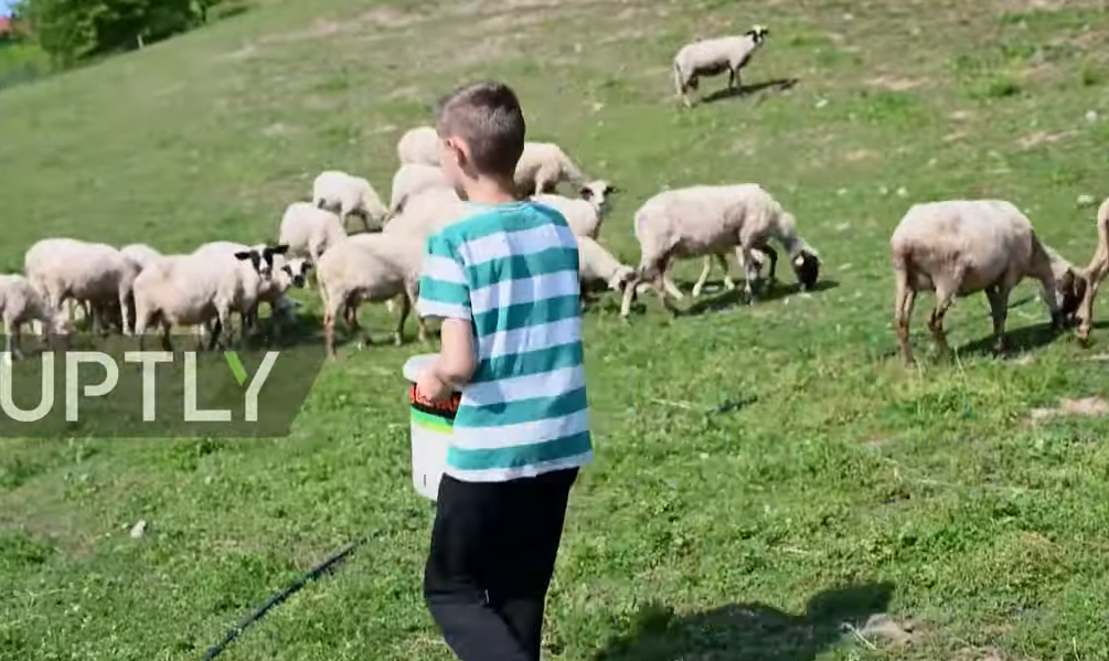 Dječak prvu jagnjad kupio iz kasice, sada ima 100 ovaca