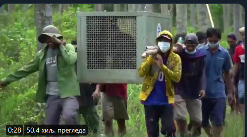 Indonezija: Orangutan Jala vraćen u džunglu
