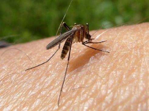 U Beogradu otkriven virus Zapadnog Nila