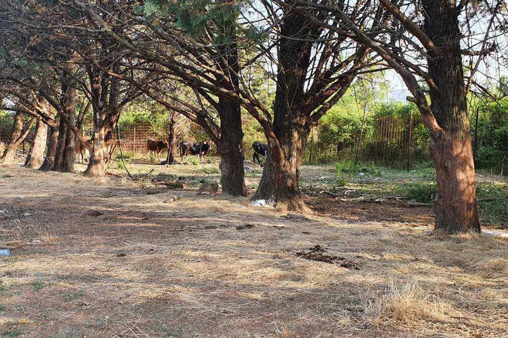 Tivat: Uhvaćeno još šest napuštenih grla krupne stoke, transportovana u karantin u Spužu