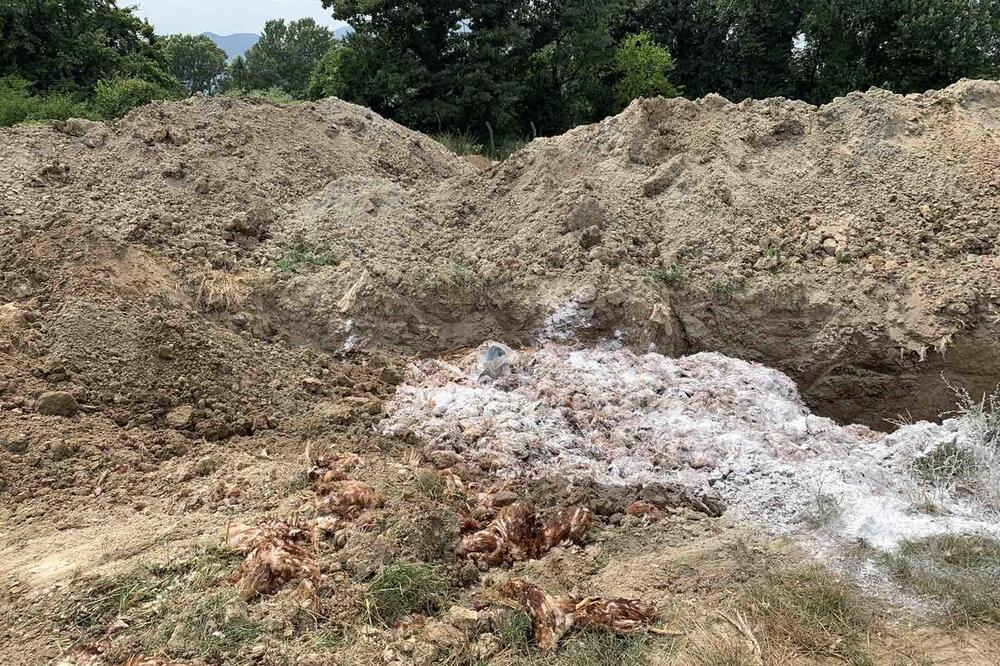 Farma proizvodila petinu svih jaja na tržištu: Toplota ubila 200 hiljada kokošaka, vrijednih milion evra