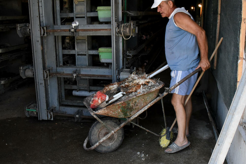 Na farmi „ŽČ“: Uginulo 9.000 kokošaka u Berima