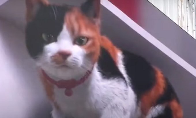 Divovska 3D mačka plijeni pažnju stanovnika Tokija