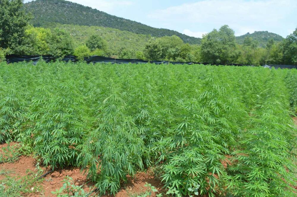 Policija u Rvašima otkrila plantažu marihuane: Uhapšen Marko Gazivoda!