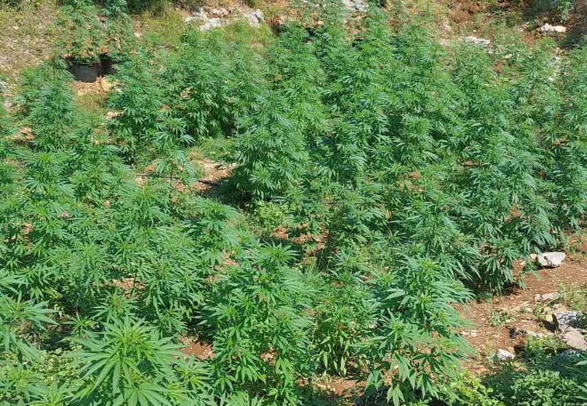 Oduzete 222 stabljike: Uhapšene dvije osobe zbog uzgoja marihuane