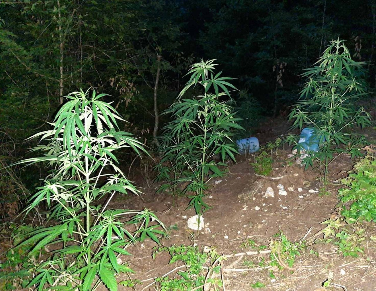 U blizini granice sa Bosnom i Hercegovinom pronađena plantaža sa marihuanom