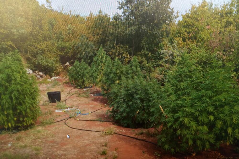 Otkrivena plantaža marihuane u Lješanskoj nahiji, uhapšeni Milenko i Blagota Vukčević