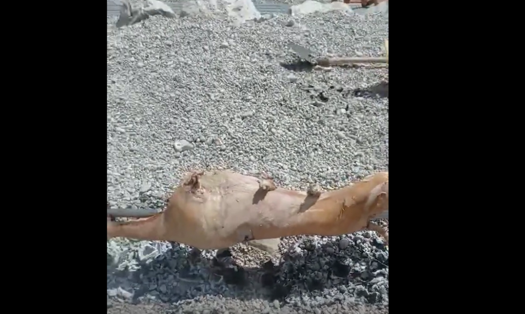 Nasred plaže Jaz kod Budve „obrnuli“ jagnje (VIDEO)