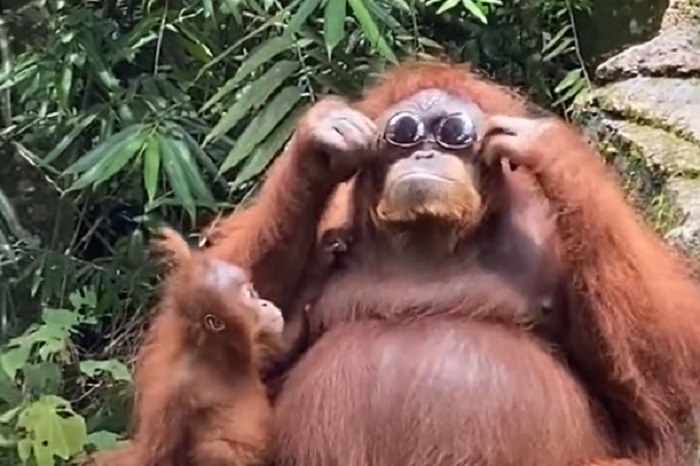 Ženka orangutana postala hit na internetu: Žena ispustila naočare za sunce, majmunica ih odmah stavila na oči