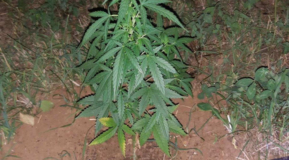 U Pljevljima otkrivena plantaža marihuane, na licu mjesta uhapšena dva mladića
