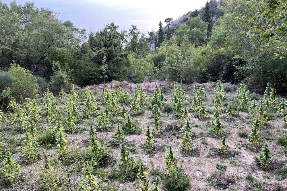 Na budvanskom groblju pronađena plantaža marihuane