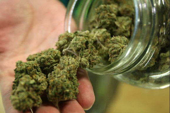 Luksemburg legalizovao marihuanu: Ko želi na terasi može da zasadi četiri biljke