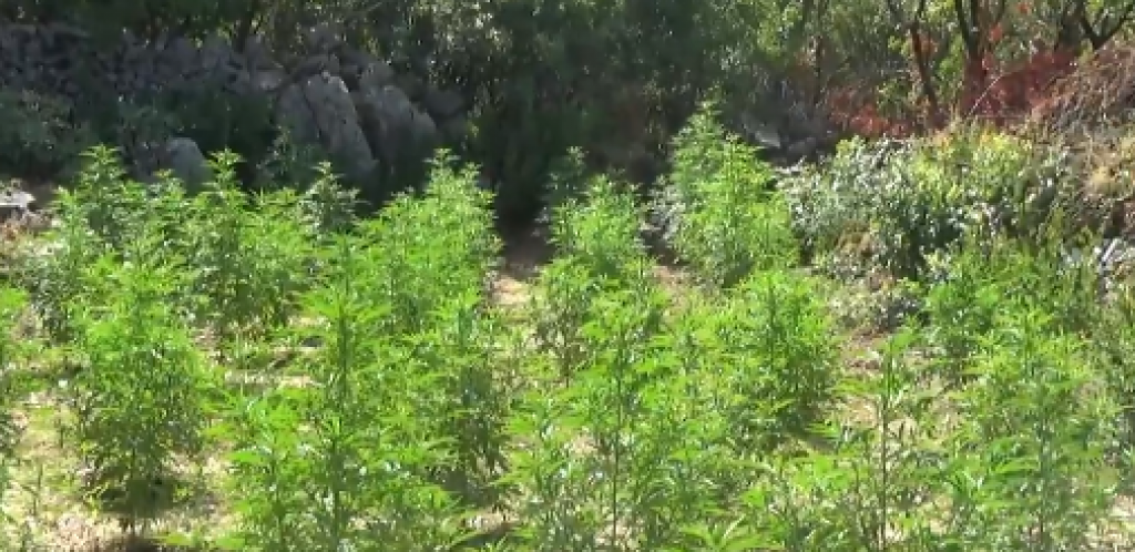 Vukčević optužen zbog plantaže marihuana