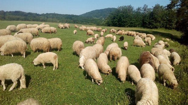 Unija stočara: Domaće jagnjetine fali, uvezena svinjetina na pretek