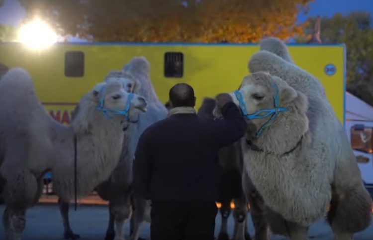 Lama i osam kamila pobjegle iz cirkusa pa prošetale ulicama