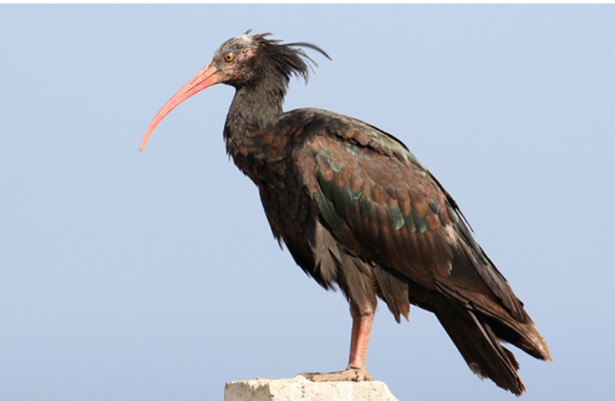 Najugroženija ptica na planeti Ćelavi ibis bezbjedno napustio Crnu Goru i otišao u Albaniju!