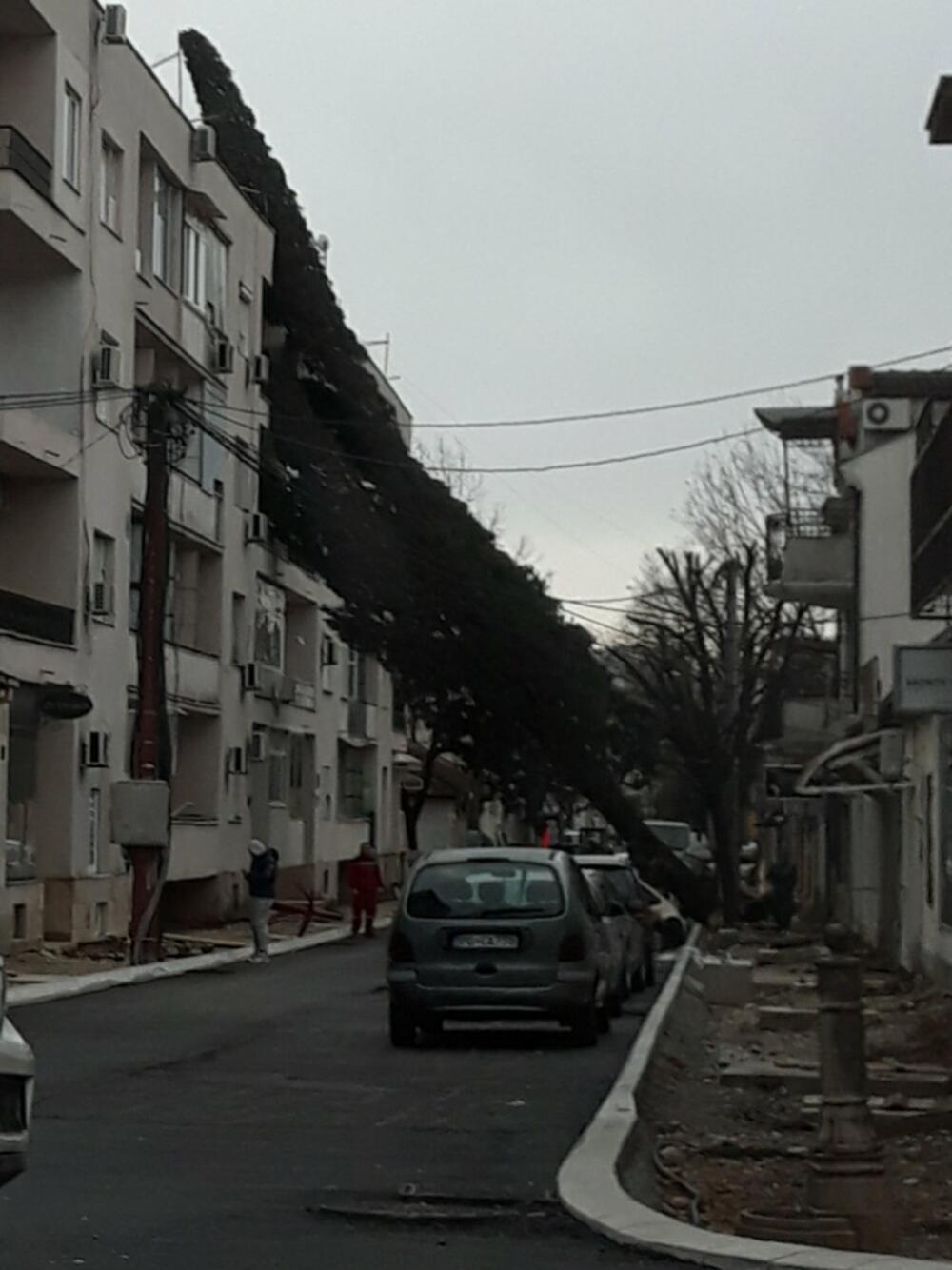 Pao bor u centru Podgorice u Hercegovačkoj ulici