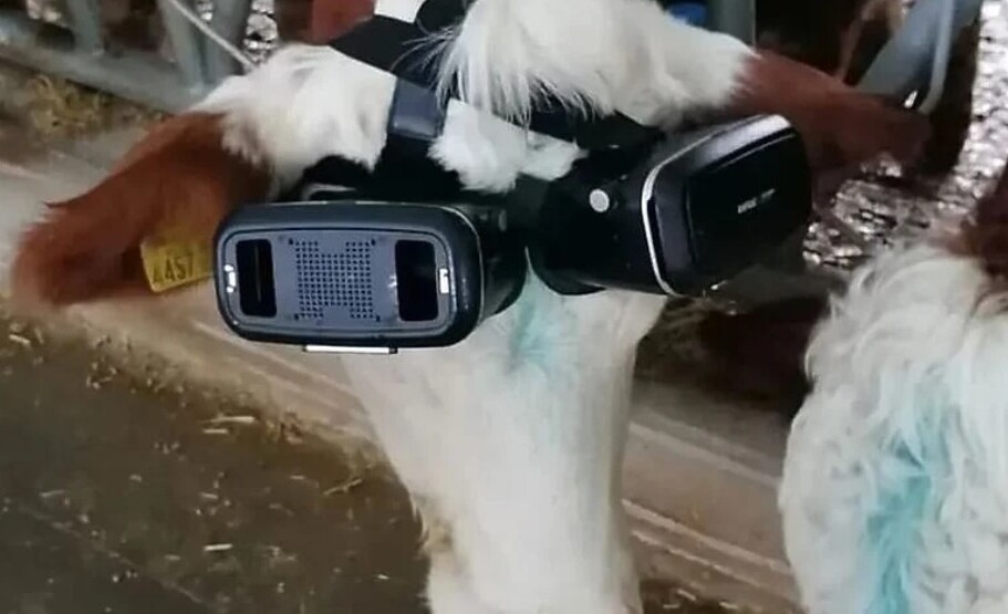 Turski farmer upotrebom VR tehnologije povećava prinos mlijeka kod krava