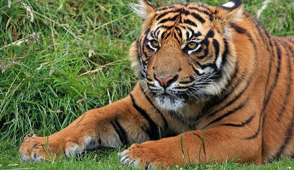 Čileanski zoo vrt ugrožene životinjske vrste vakcinisao protiv kovida