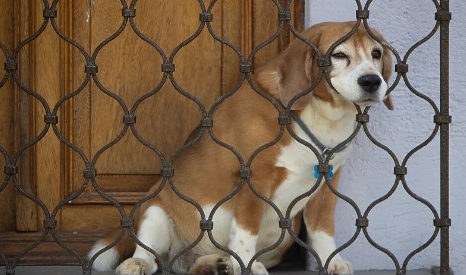 Pas u Kijevu proveo pet dana sam na balkonu
