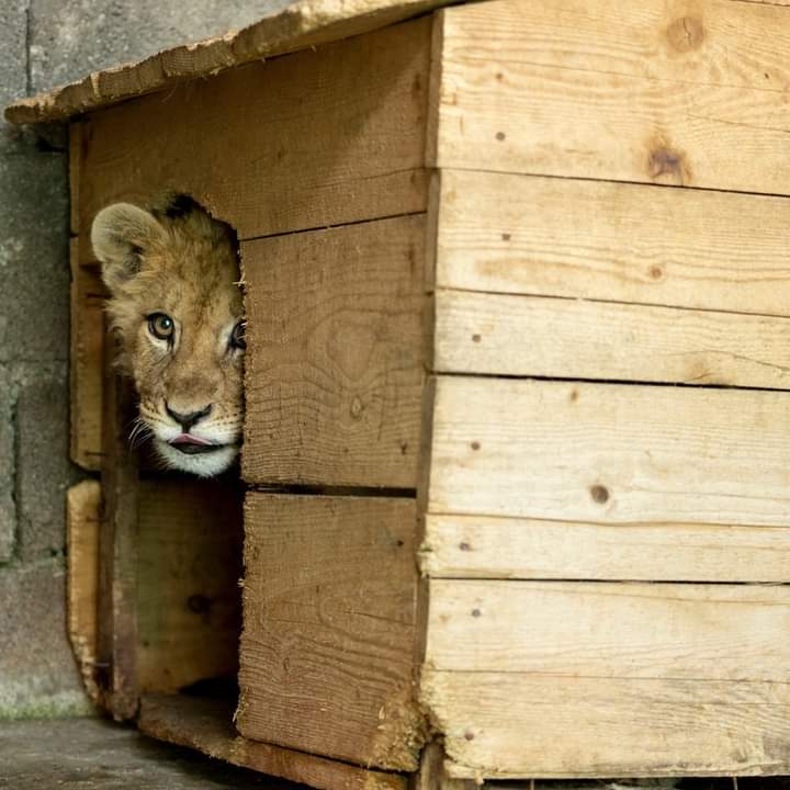 Agencija za zaštitu prirode i životne sredine: Simba još uvijek u Crnoj Gori