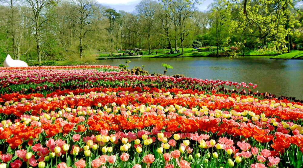 Cvjetni vrt Keukenhof ponovo otvoren za posjetioce