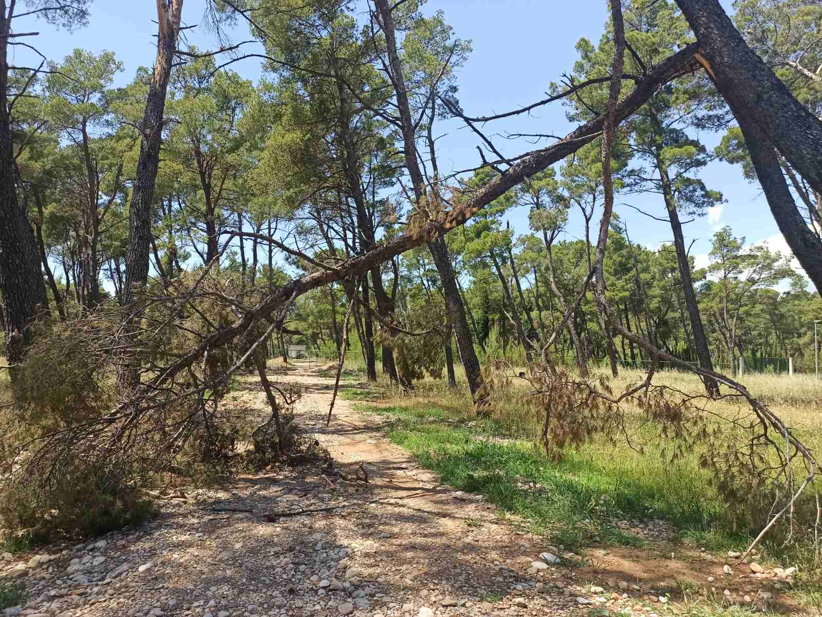 Vukovićev 5. najzeleniji grad Evrope u kategoriji „urbanih zelenih površina“ više liči na apstraktnu umjetnost: Zlatički park kao savana kroz koju je prošao tajfun