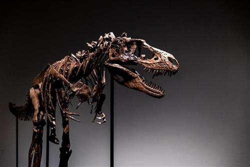 Naučnici u Argentini otkrili novu vrstu dinosaurusa