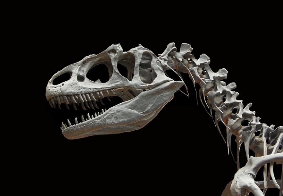 Skelet dinosaurusa prodat za šest miliona dolara