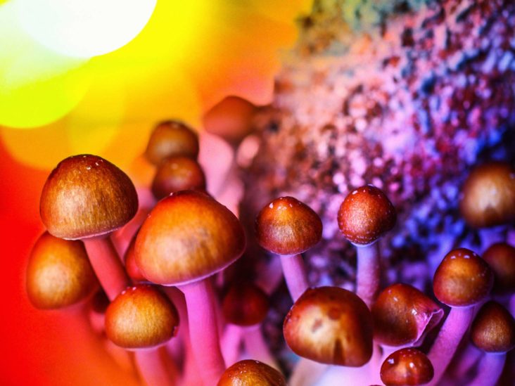 Uhapšena djevojka na ulcinjskoj plaži: Kod nje pronađeno pet pakovanja magičnih pečuraka