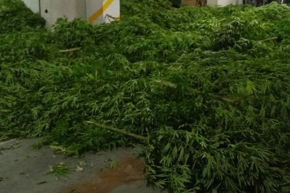 Pronađena plantaža marihuane na Skadarskom jezeru, uhapšene dvije osobe