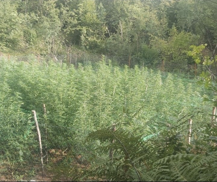 U Lastvi Čevskoj kod Cetinja uzgajana plantaža sa 215 stabiljki marihuane, uhapšena jedna osoba