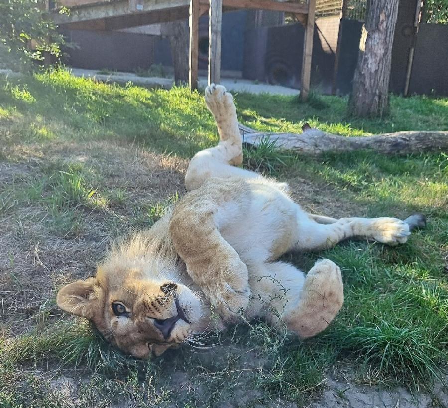 U Holandiji: Lavić Simba slavi prvi rođendan