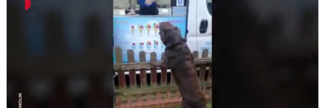Labrador svakoga jutra čeka kamion sa sladoledom: Ne može da se skrasi dok ne dobije poslasticu